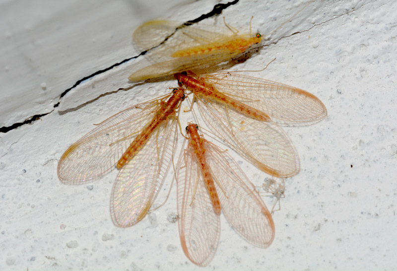 Chrysopidae  arancione